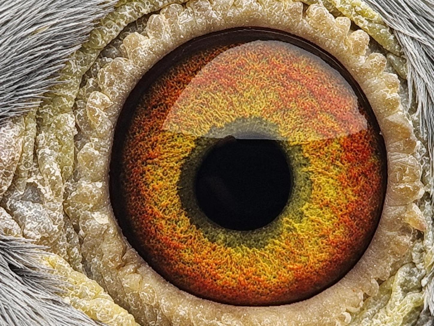 Pigeon eye